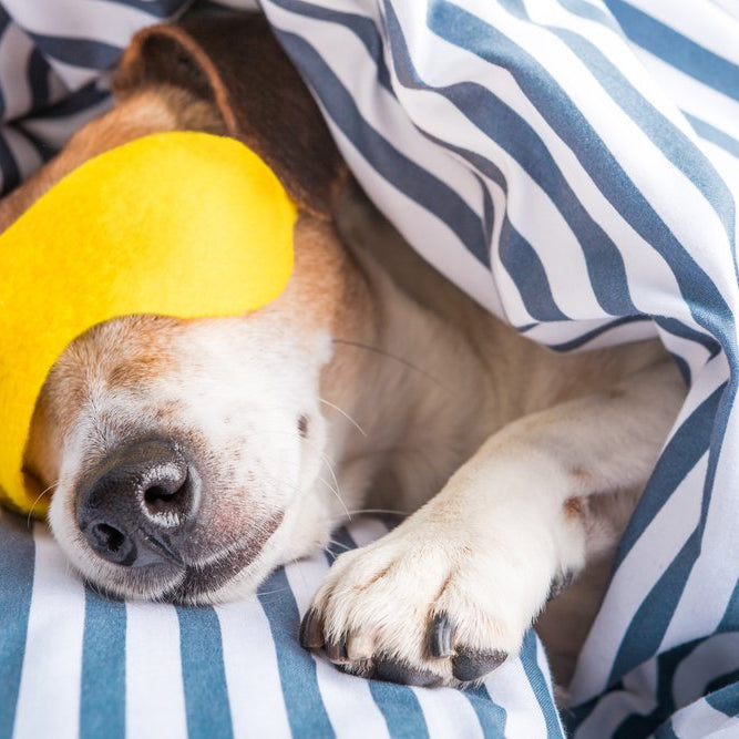 Should My Pet Sleep in Bed with Me